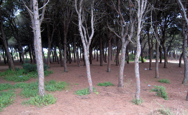 Pineda de Llevant Mar (norte de Gavà Mar)